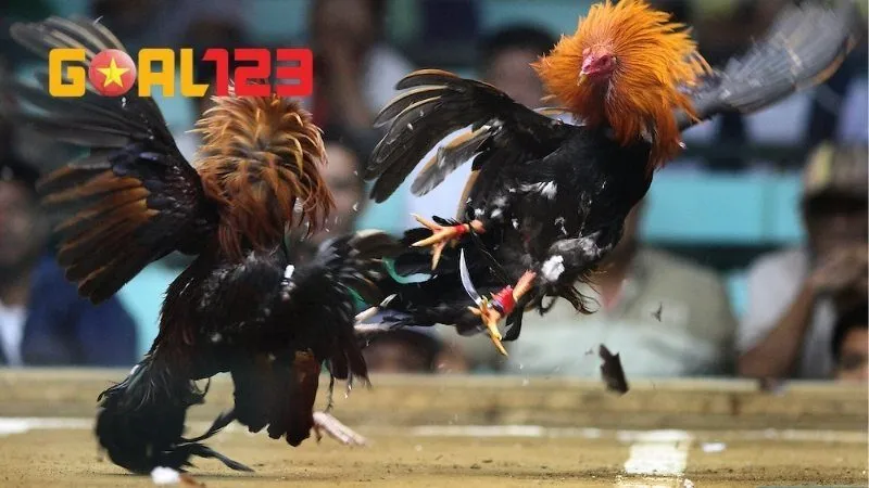 Giới thiệu về đá gà GOAL123